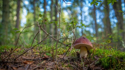 mushroom  forest  autumn