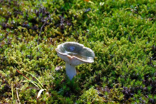 mushroom  moss  forest