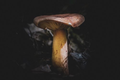 mushroom  plant  nature