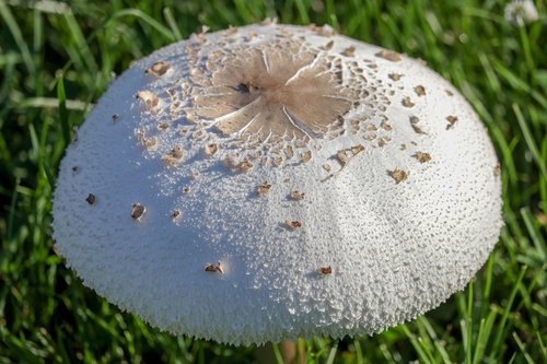 mushroom  grass  fungus