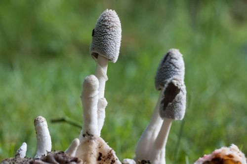 mushroom filigree white