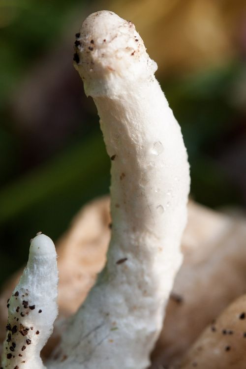mushroom filigree white