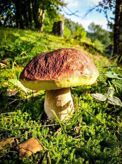 mushroom  cep  forest