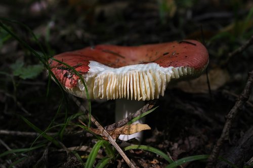 mushroom  book spei russula  red