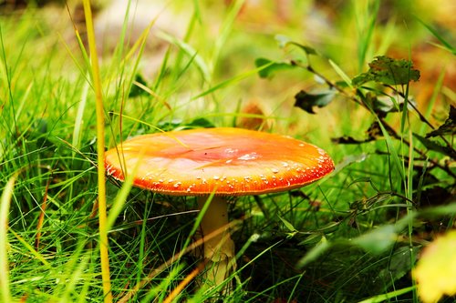 mushroom  meadow  ground