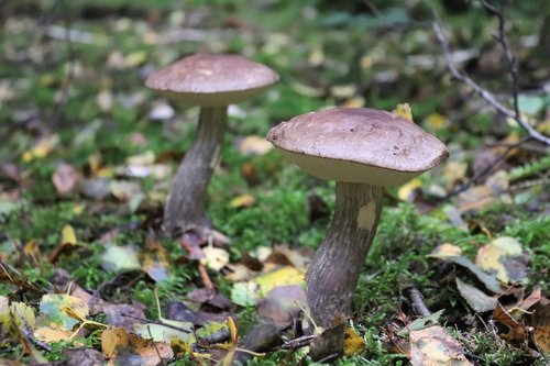 mushroom  birch mushroom  forest