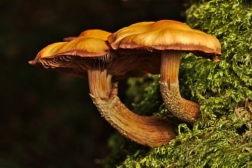 mushroom  autumn  forest