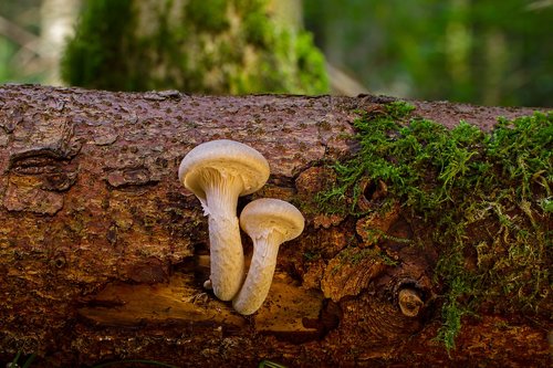 mushroom  wood fungus  log