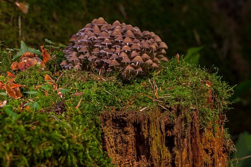 mushroom  mushrooms  sponge