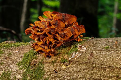 mushroom  log  forest
