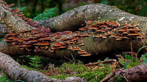 mushroom  log  forest