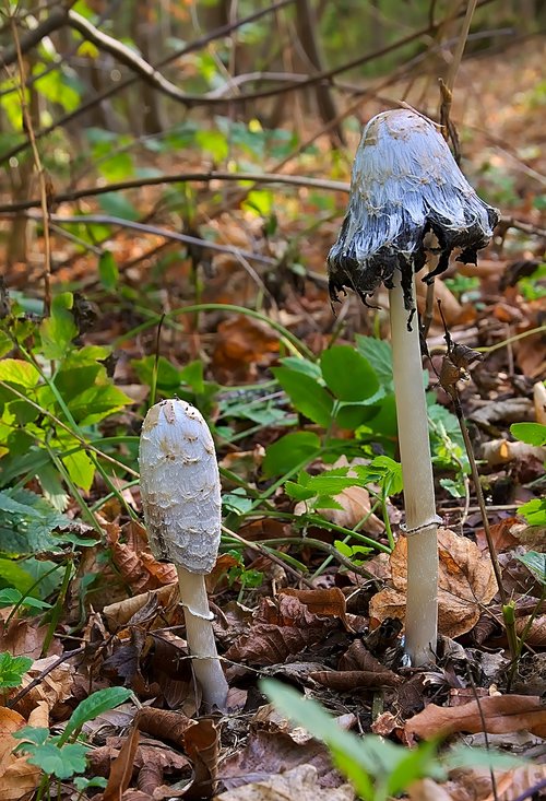 mushroom  schopf comatus  autumn