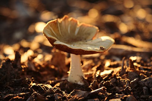 mushroom  fungus  spore
