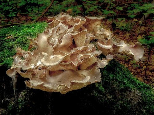 mushroom  tree fungus  forest