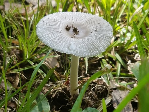mushroom  toadstool  mushrooms