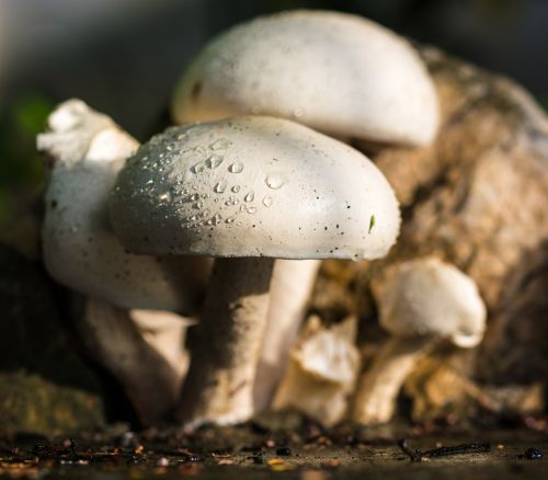mushroom nature white