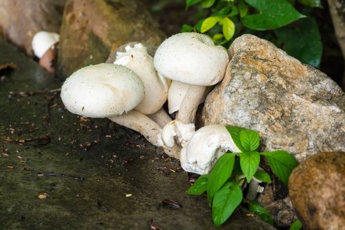 mushroom nature white