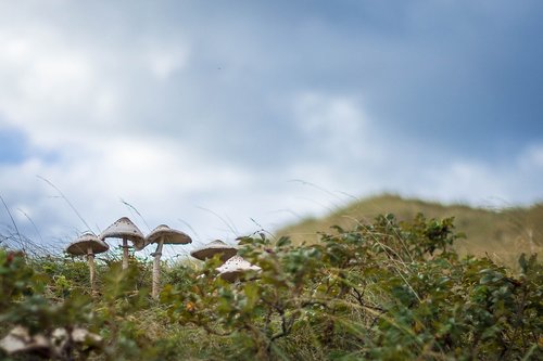 mushroom  autumn  nature