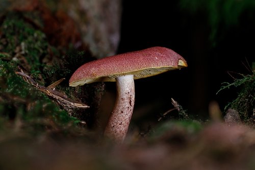 mushroom  disc fungus  forest mushroom