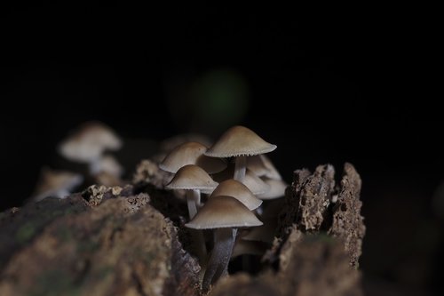 mushroom  sanctuary  wood