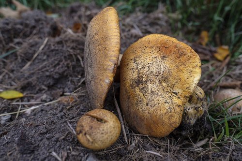 mushroom  food  eat