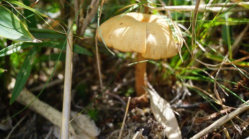 mushroom  dwarf umbrella  natural