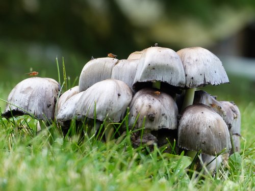 mushroom  pile  forest