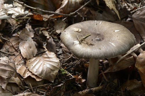 mushroom  agaric  forest mushroom