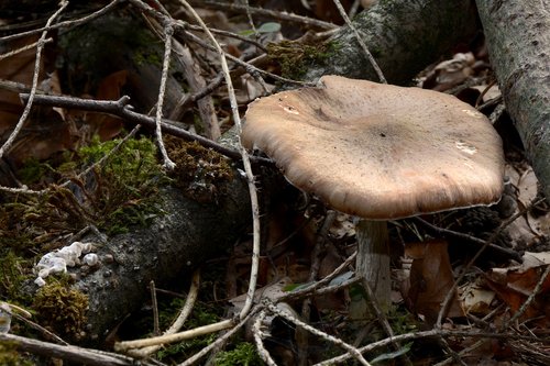 mushroom  agaric  forest mushroom