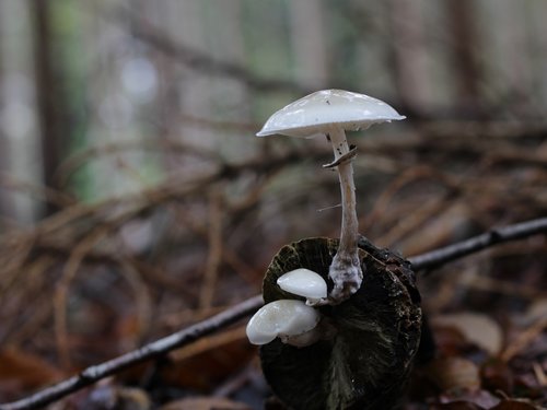 mushroom  autumn  forest