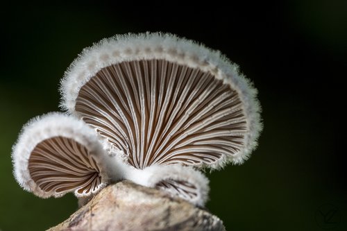 mushroom  nature  forest floor