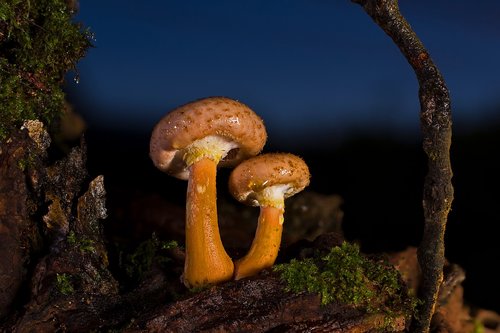 mushroom  armillaria mellea  forest mushroom
