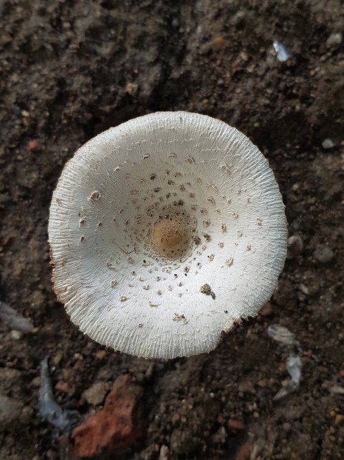 mushroom  white  earthy