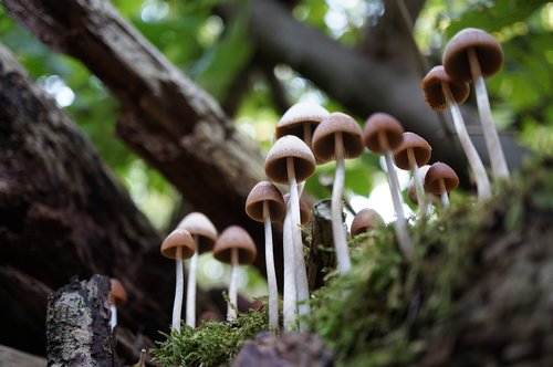 mushroom  mushrooms  autumn