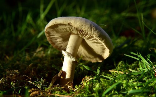 mushroom  meadow mushroom  fruiting bodies