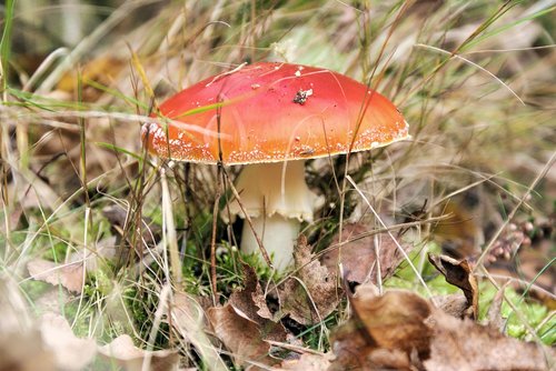 mushroom  forest  red