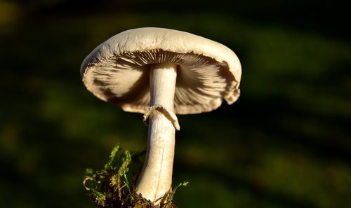 mushroom  meadow mushroom  lamellar