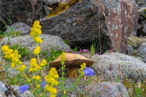 mushroom  cep  flowers