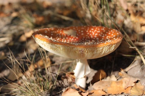 mushroom  nature  toxic