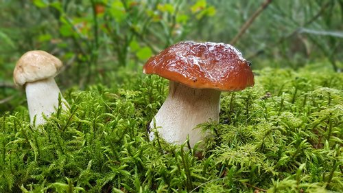 mushroom  mushrooms  cep