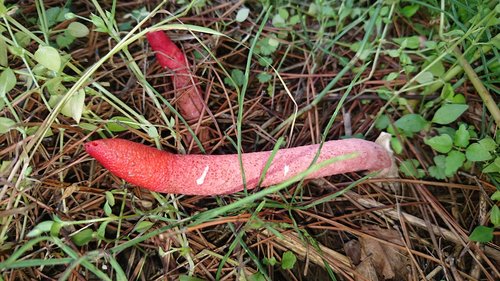 mushroom  red  unusual