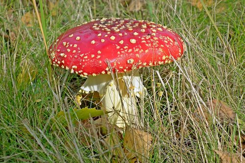 mushroom  amanita  red