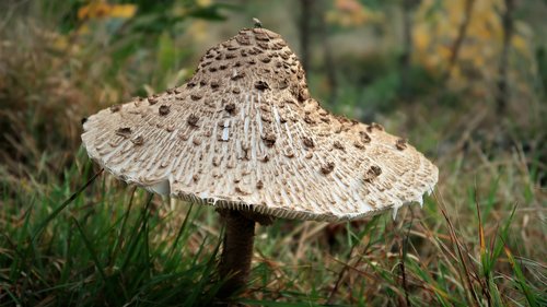 mushroom  kite  autumn