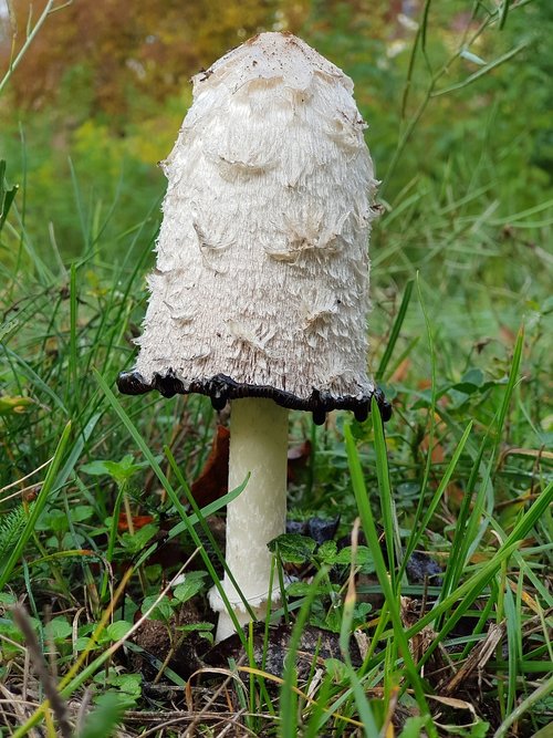 mushroom  meadow  autumn