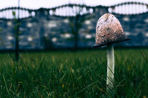 mushroom  nature  poison
