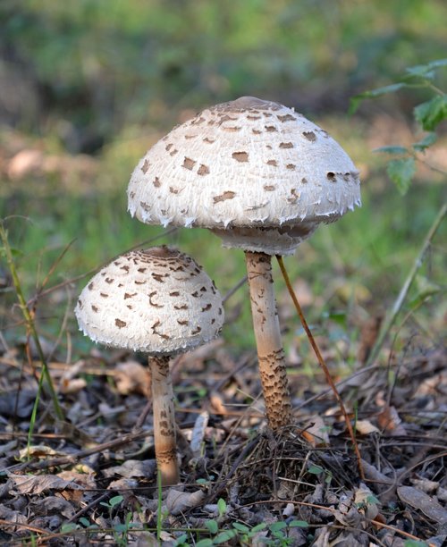 mushroom  parasol  nature