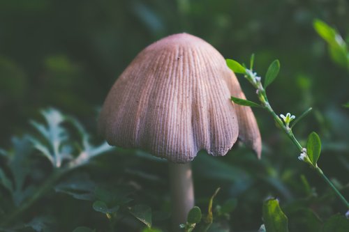 mushroom  mushrooms  nature