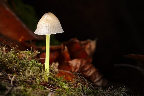 mushroom  autumn  forest