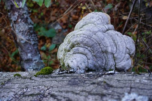 mushroom  tree fungus  forest