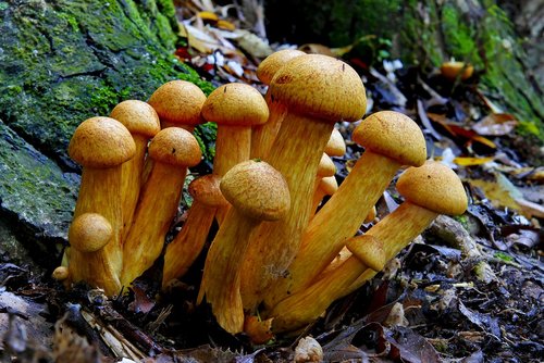 mushroom  close up  fungus